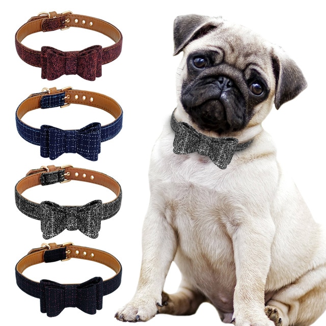 pug with collar